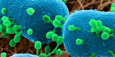 Ученые показали, как фаги атакуют бактерию